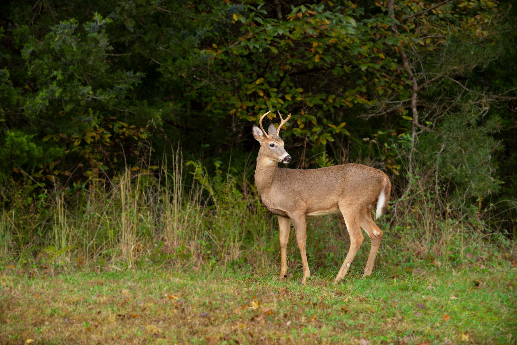 Deer at the Villas