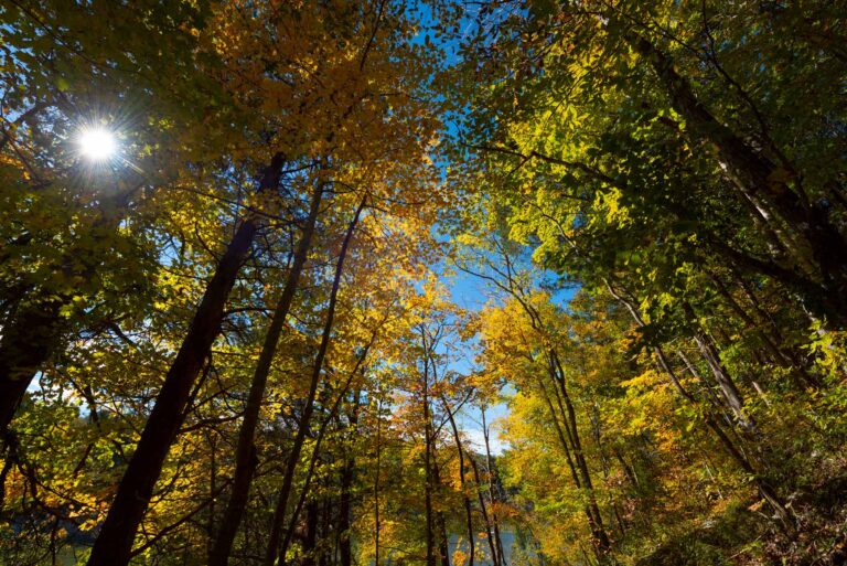 Forest view looking up to the sun with fall colors